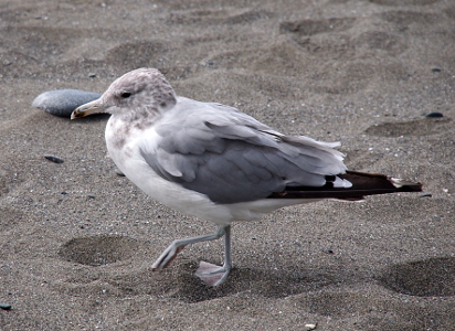 [Close up of a gull with a white and grey speckled head, a grey body, a white belly, a black tail, and a black marking on its grey beak as it walks through the sand with its grey-green legs and webbed feet.]